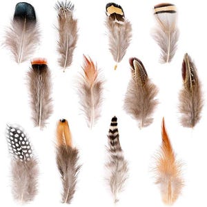 May include: A collection of twelve assorted natural feathers featuring various patterns and colors including brown, tan, black, white, and orange. The feathers display diverse textures, ranging from fluffy downy bases to striped, spotted, and solid-colored tips.