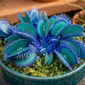 May include: A vibrant blue Venus flytrap plant with numerous jaw-like leaves featuring sharp, white marginal spines. The plant is potted in a round, teal-glazed ceramic container filled with green moss, showcasing a distinct carnivorous structure.