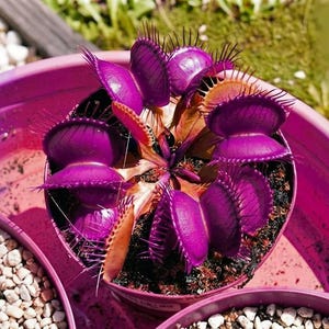 May include: A vibrant purple Venus flytrap plant with multiple open traps featuring spiky cilia edges, potted in a small container. The plant is set within a larger, bright purple circular tray that also holds other small pots filled with white gravel.