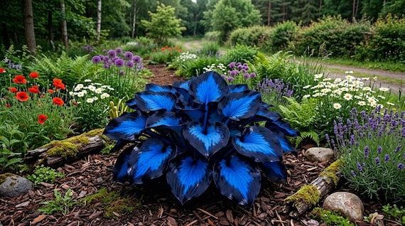 Blue Black Hosta Seeds – Heart-Shaped Foliage | Shade-Loving Perennial Garden Plant