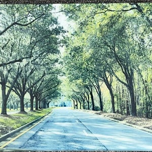 May include: A paved road stretches into the distance, flanked by rows of large, mature trees with dense green foliage and hanging Spanish moss. The sunlight filters through the canopy, casting soft shadows across the asphalt surface.