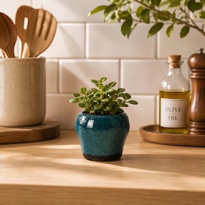 May include: A small, vibrant green succulent plant potted in a round, glossy teal ceramic planter with a dark base. The planter has a smooth, reflective finish and sits on a light-colored wooden surface, showcasing a compact and rounded shape.