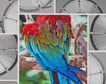 Color Photography Duo - Parakeet Feathers & B/W Windmill