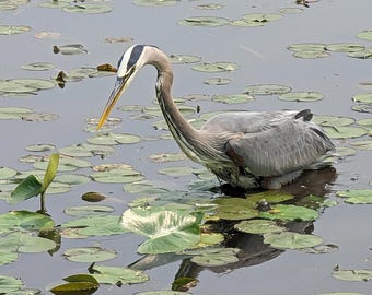 Color Photo of Heron Bird in Pond of Water Lilies Nature Photograph