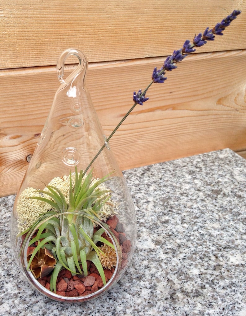 Low Maintenance Easy Care Teardrop Air Plant Terrarium A ...