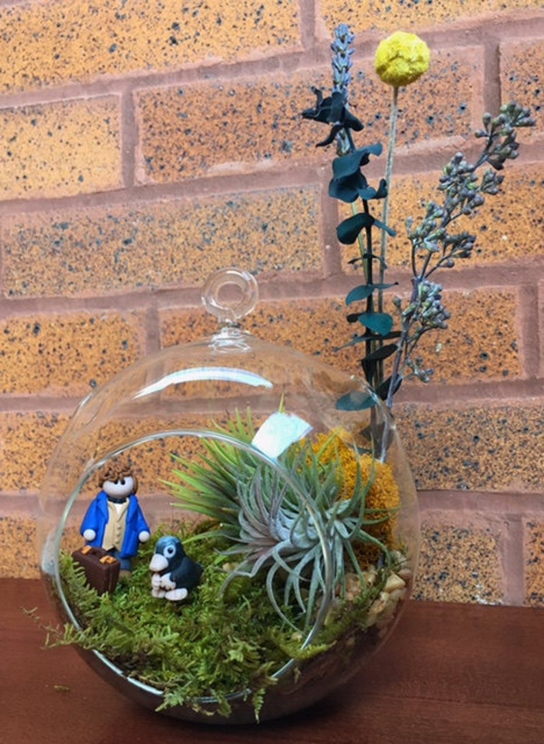 Fantastic Beasts Themed Air Plant and Moss Terrarium A Etsy