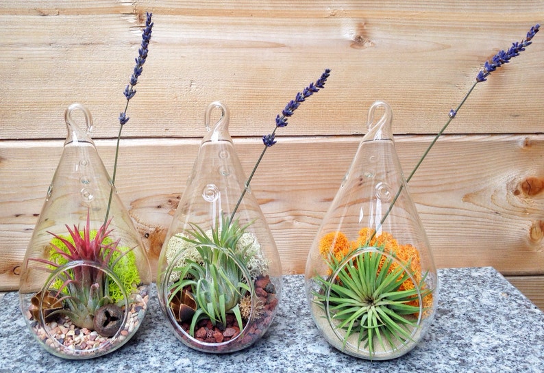 Low Maintenance Easy Care Teardrop Air Plant Terrarium A ...