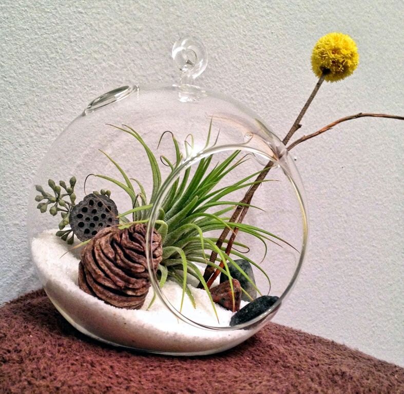 Glass Globe Air Plant Terrarium a Wonderful Birthday Idea Etsy