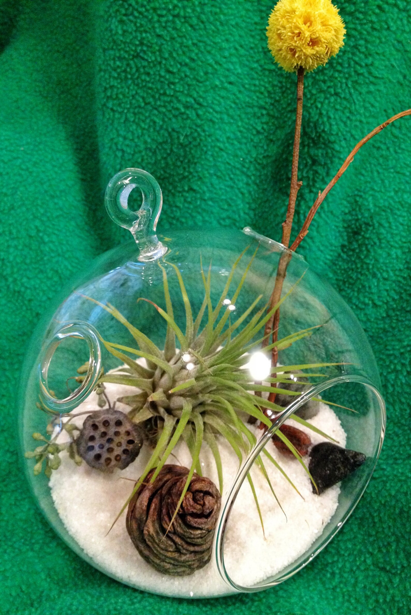 Glass Globe Air Plant Terrarium a Wonderful Birthday Idea Etsy