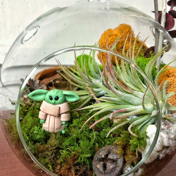 Baby Y Air Plant And Moss Terrarium