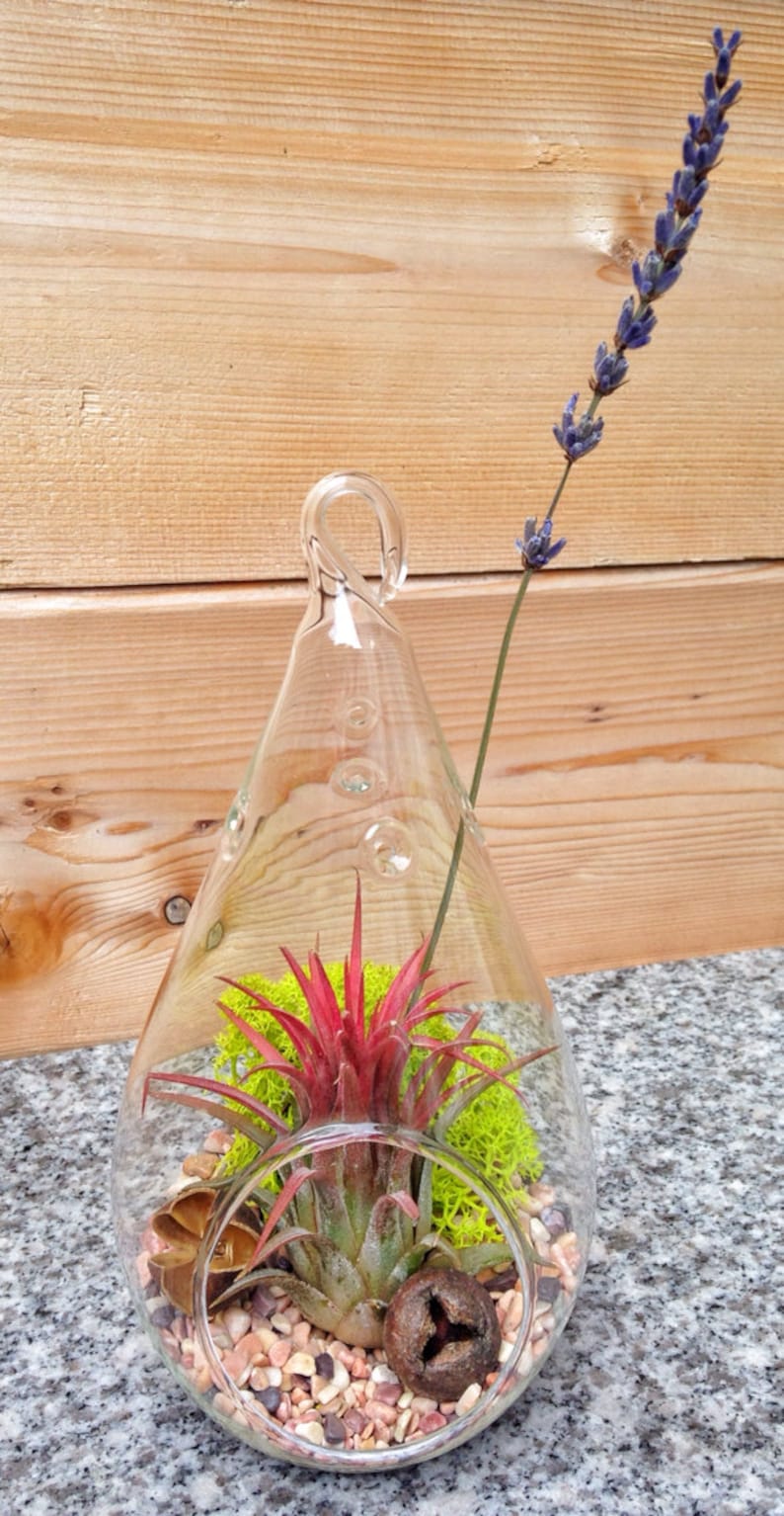 Low Maintenance Easy Care Teardrop Air Plant Terrarium A ...