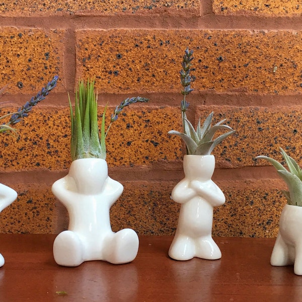 Air Plant Buddies - These little guys are perfect for your desk, nightstand or bathroom