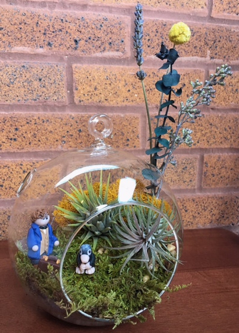 Fantastic Beasts Themed Air Plant and Moss Terrarium A Etsy