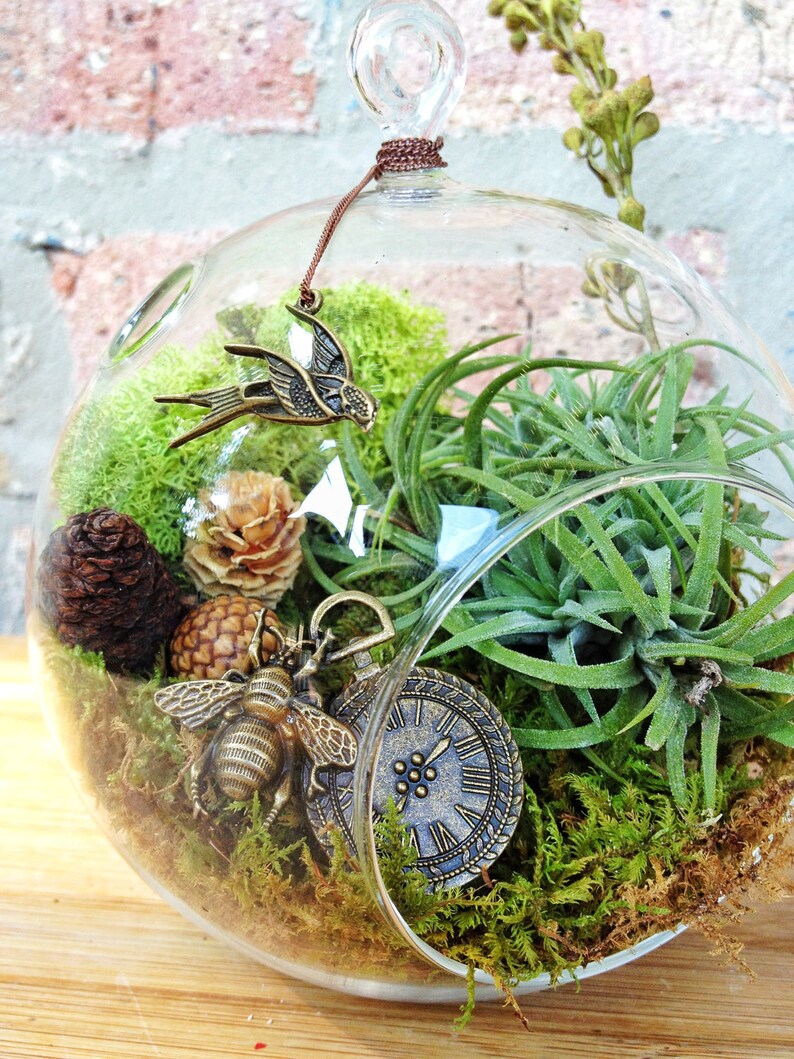 A Perfect Birthday or Fathers Day Gift Steampunk Air Plant and Moss Terrarium