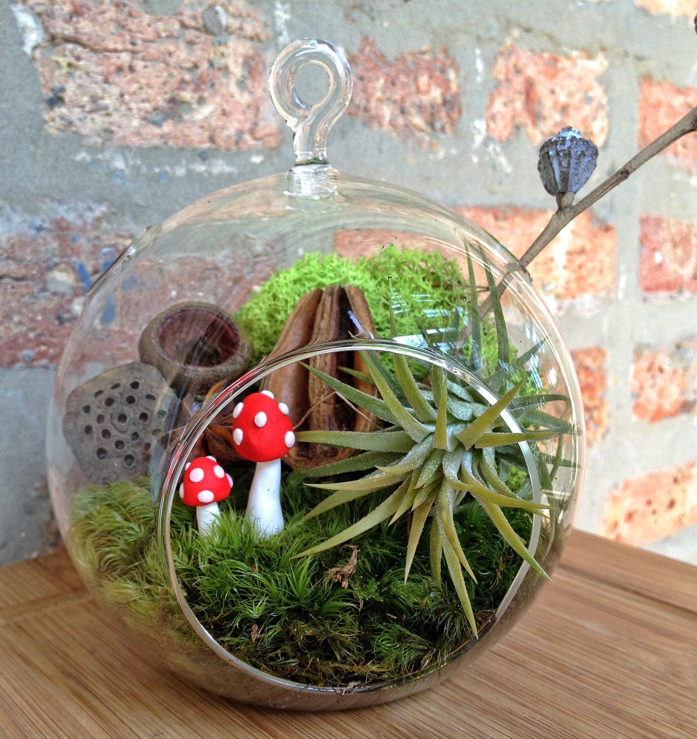 Mushroom & Air Plant Moss Terrarium a Wonderful Valentines Etsy