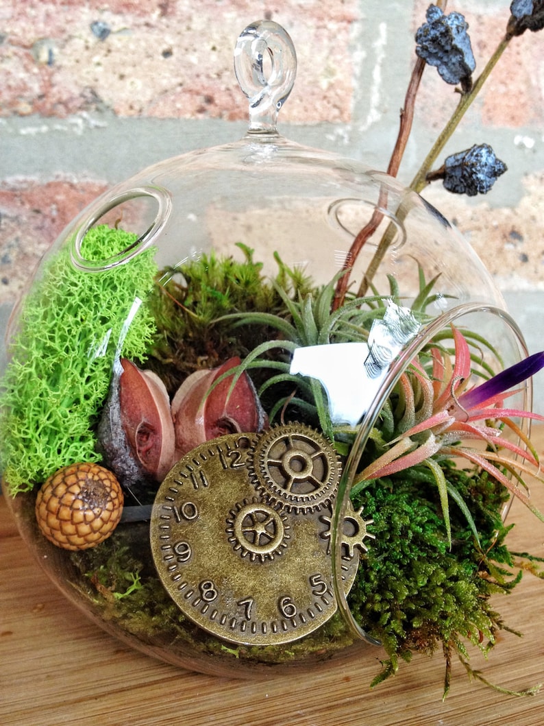 A Perfect Birthday or Fathers Day Gift Steampunk Air Plant and Moss Terrarium