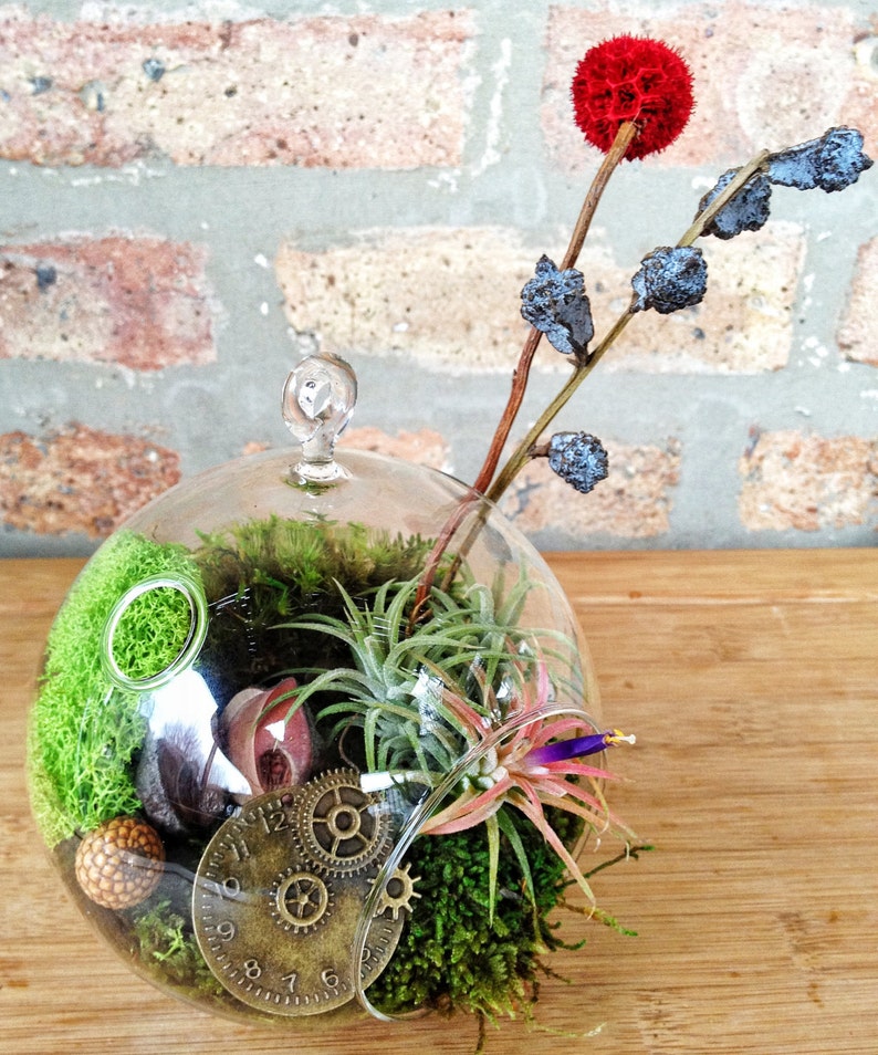 A Perfect Birthday or Fathers Day Gift Steampunk Air Plant and Moss Terrarium