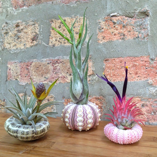 Lovely Set of 3 Sea Urchin and Air Plant Variety Pack - A Unique Birthday or Holiday Gift