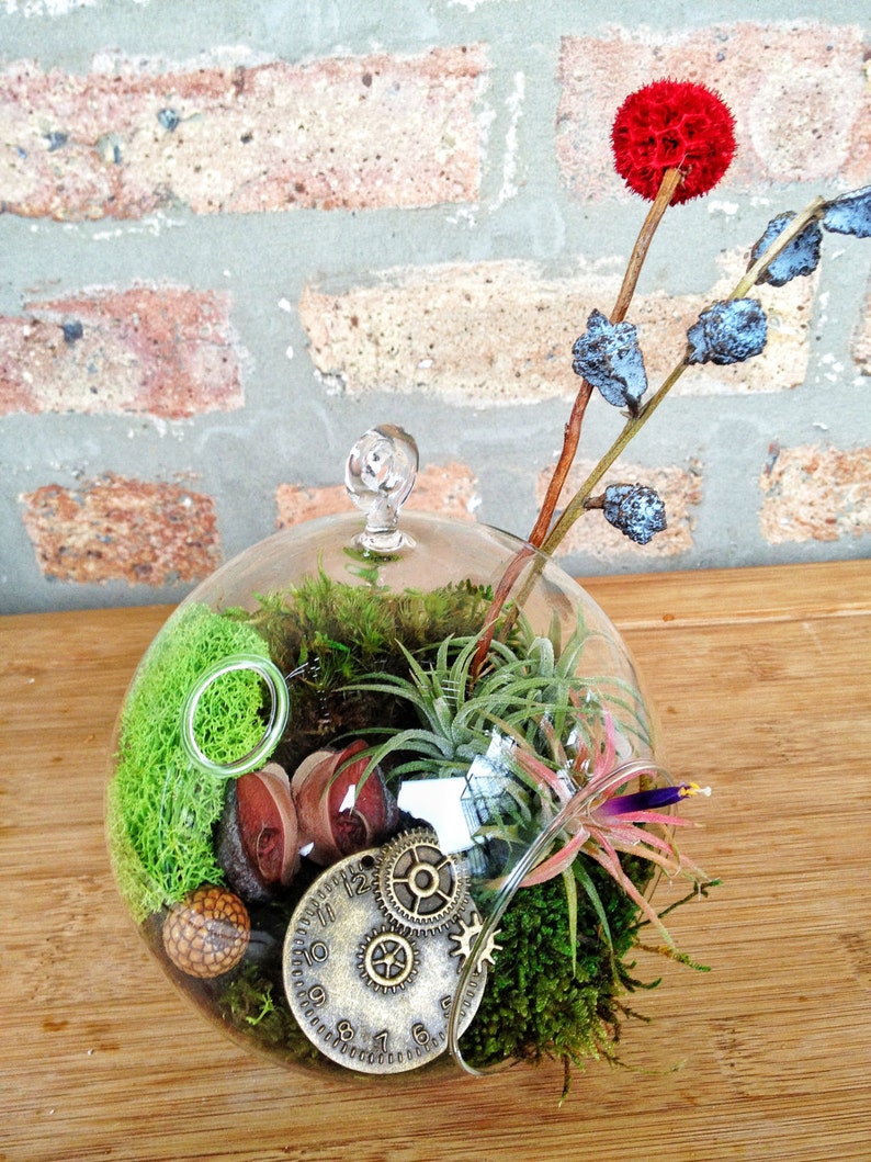 A Perfect Birthday or Fathers Day Gift Steampunk Air Plant and Moss Terrarium