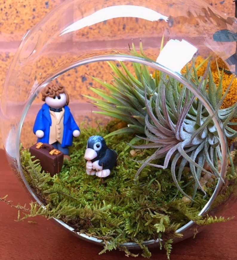 Fantastic Beasts Themed Air Plant and Moss Terrarium A Etsy