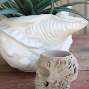 May include: A small, beige, textured skull-shaped planter with intricate carved swirling patterns on the side. The skull features a hollow top opening and is positioned in front of a large, white, glossy, shell-shaped ceramic planter containing a green plant.