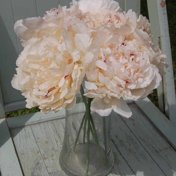 Dried Peonies - Festiva Maxima
