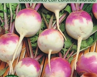 Purple Top White Globe Turnip Heirloom Seed