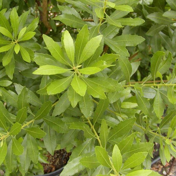 Southern Wax Myrtle Shrub Starter Plant