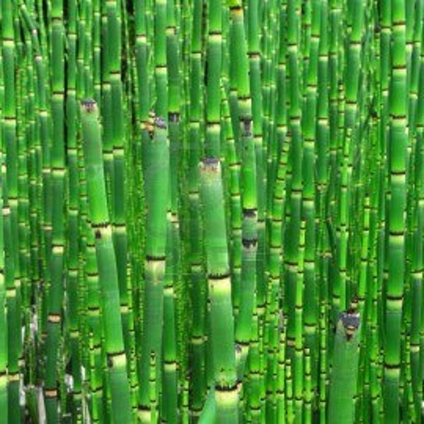 Collection of 10 Horse Tail Rush Divisions Live  Plants
