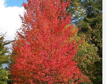 Red Maple acre rubrum Tree Seedling, Shade Tree