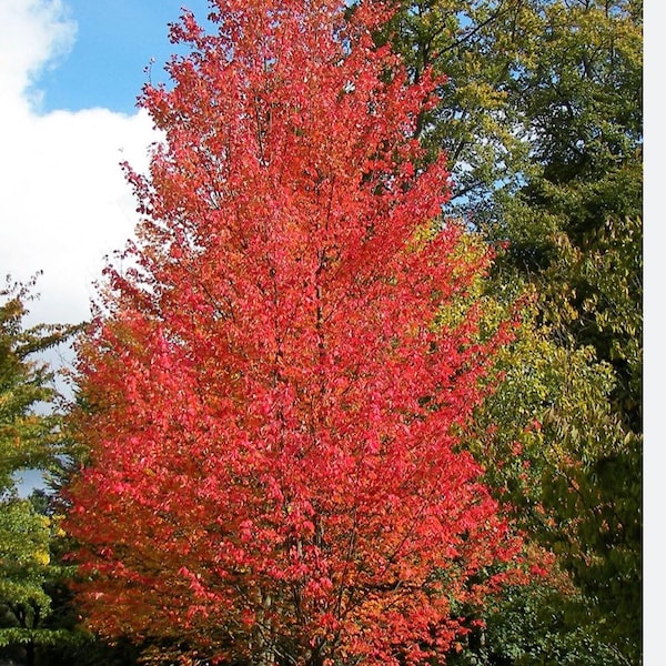 Red Maple acre rubrum Tree Seedling, Shade Tree