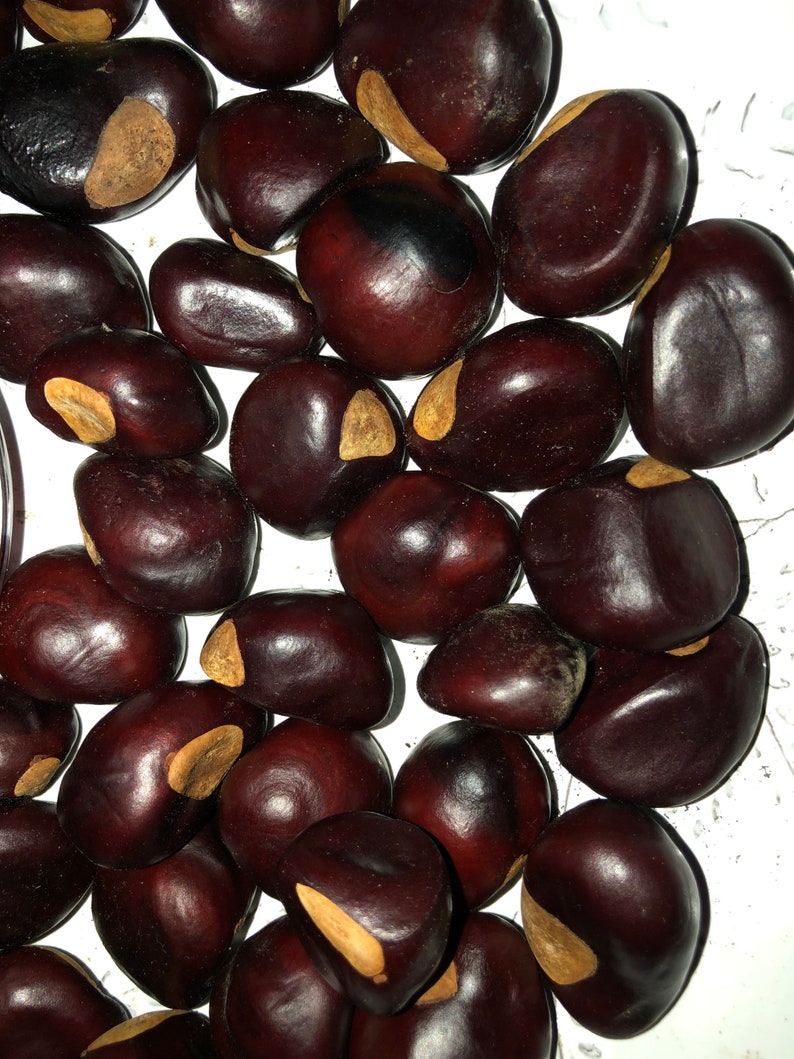 Red Buckeye Tree Seed Aesculus pavia 10 Seed Etsy