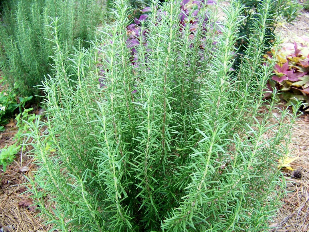 Fresh Cut Rosemary Sprigs 20 Etsy
