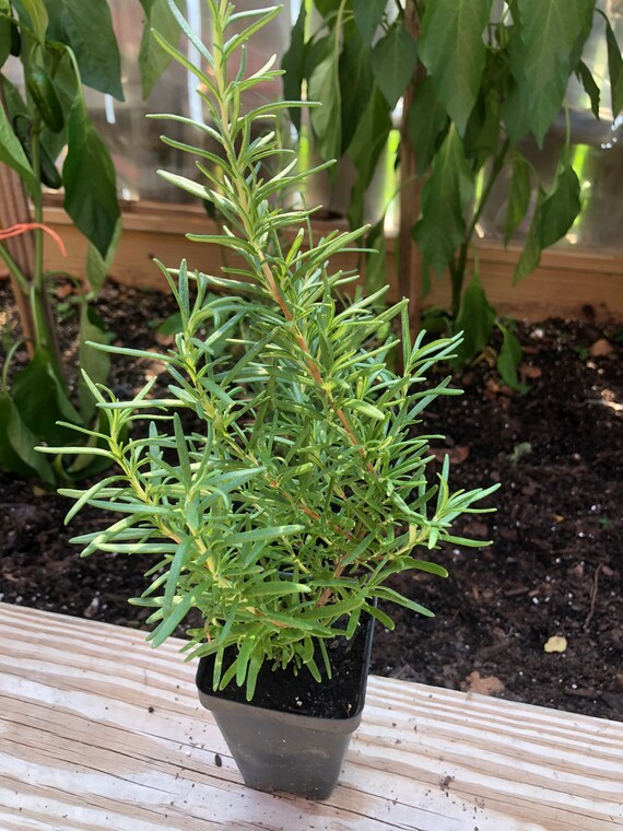 Rosemary Herb Starter Plants Herb Gardening Etsy
