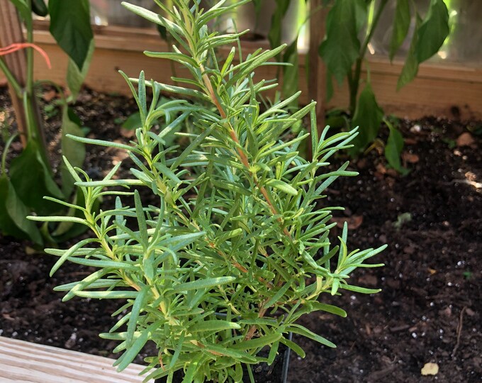 Rosemary Herb Starter Plants, Herb Gardening Etsy