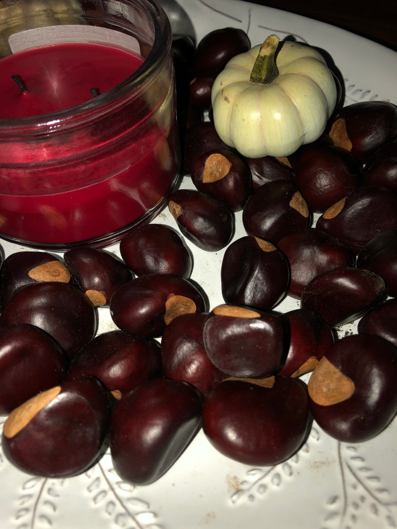 Red Buckeye Tree Seed Aesculus Pavia 10 Seed Etsy