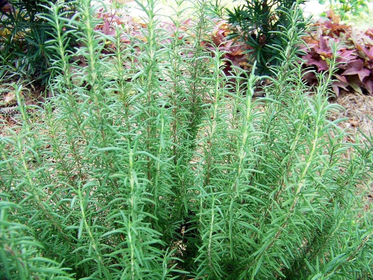 Rosemary Herb Starter Plants Herb Gardening Etsy