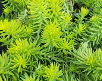 Sedum Angelina Stonecrop Succulent Ground Cover Plant Perennial, Landscaping, Gardening