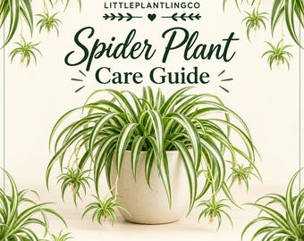 Può includere: Una guida stampabile per la cura della pianta ragno di LITTLEPLANTLINGCO, con una pianta ragno centrale in un vaso beige maculato. Il design include testo verde e illustrazioni di germogli di pianta ragno che incorniciano la pianta.