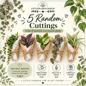 May include: Five plant cuttings wrapped in brown paper and white tissue, tied with twine. Text reads: LITTLEPLANTLINGCO, 5 Random Cuttings, A mix of beautiful, easy-to-grow plants, YOU WILL RECEIVE 5 surprise cuttings from our full range, HAND-PICKED WITH CARE, HEALTHY & FRESH, CAREFULLY PACKED, A LITTLE SURPRISE FOR PLANT LOVERS!