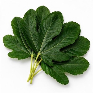 May include: A cluster of dark green fig leaves with prominent light green veins and serrated edges. The leaves are arranged in a fan-like pattern, showcasing their distinct lobed shapes and textured surfaces, all gathered together at their stems.