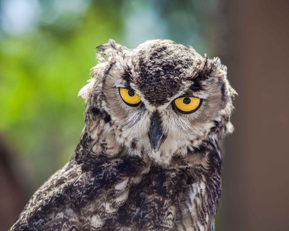 Chouette Hibou Grand Duc Oiseau De Photo Gratuite Sur Pixabay