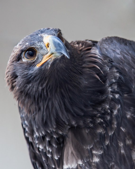 Golden Eagle Juvenile Eagle Eagles Hawks Birds Of Prey Raptors Wildlife Images Bird Of Prey Photography Liz And Rich Photography