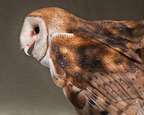Barn Owl Birds Of Prey Owls Wildlife Raptors Color Print Etsy