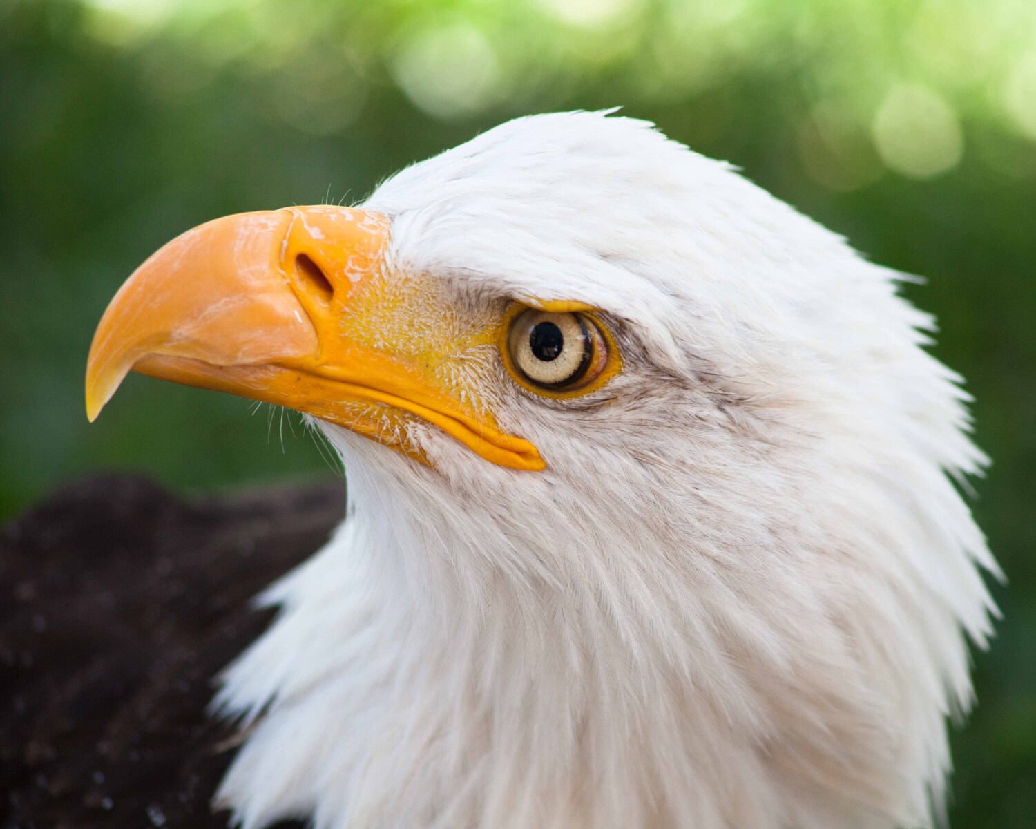 Eagles. Bald Eagle. American Eagle. Hawks. Birds of Prey ...
