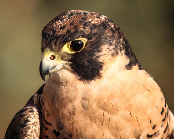 Falco Pellegrino Falchi Raptors Uccelli Rapaci Fauna Stampa A Colori Fotografia Di Uccello Rapace Di Liz Bergman Liz E La Fotografia Ricca