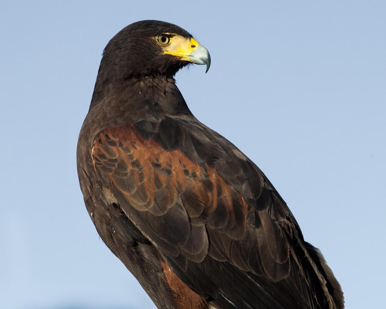 Harriss Hawk Birds Of Prey Hawks Raptors Harris Hawk Color Print Wildlife Images Bird Of Prey Photography Liz And Rich Photography
