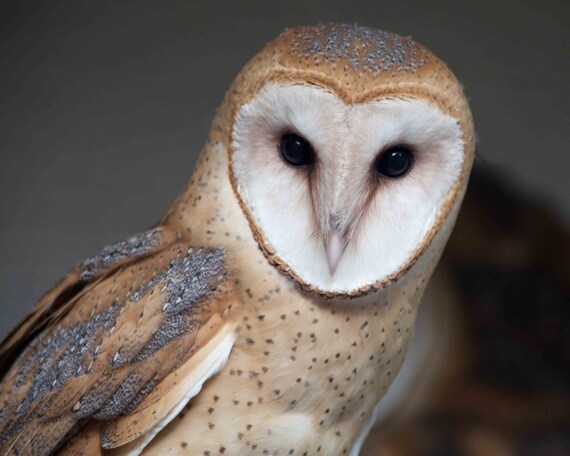 Barn Owl Owls Birds Of Prey Raptors Wildlife Images Color Etsy