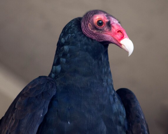 Vautour De Dinde Vautours Oiseaux De Proie Rapaces Images De La Faune Oiseau De Proie Photographie Par Liz Bergman Liz Et La Photographie Riche