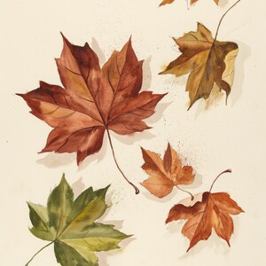 May include: A watercolour illustration featuring five maple leaves in various stages of autumn coloration, ranging from deep red and burnt orange to golden yellow and green, arranged across a plain, light-coloured background with subtle shadows.